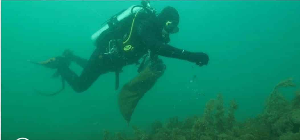 Dự án làm sống lại san hô ở Nam Úc đạt cột mốc mới - ảnh 1
