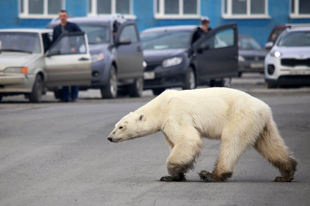 Gấu Bắc Cực đi lạc hơn 1.500 km đến Nga trong tình trạng kiệt sức vì không tìm được thức ăn - Ảnh 1.