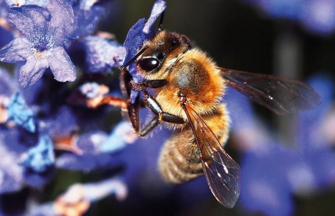 Hệ lụy gì đằng sau hiện tượng nhiều loài ong hoang dã bắt đầu sử dụng nhựa làm vật liệu xây tổ - Ảnh 3.