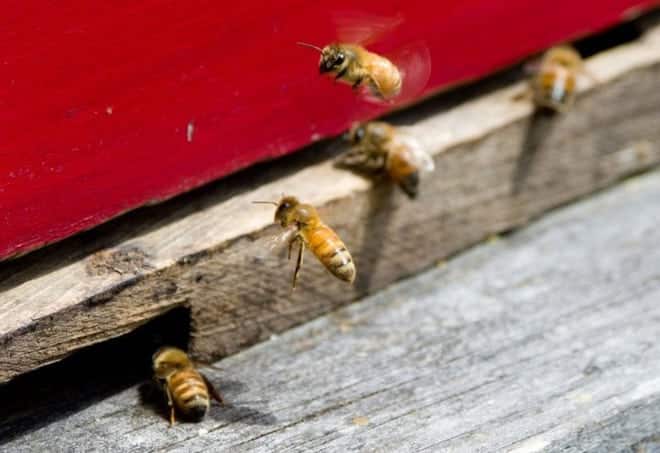 Hệ lụy gì đằng sau hiện tượng nhiều loài ong hoang dã bắt đầu sử dụng nhựa làm vật liệu xây tổ - Ảnh 1.