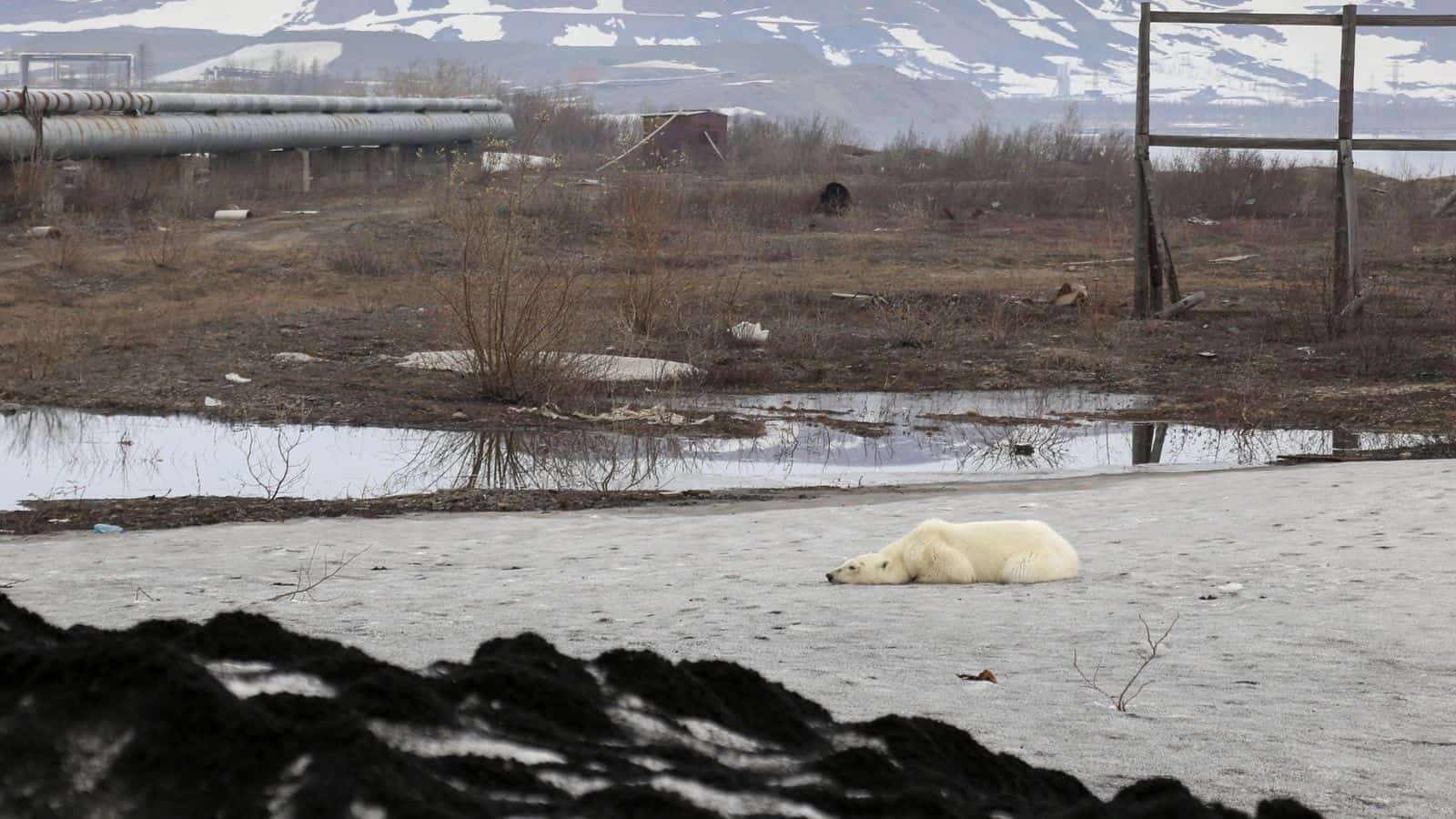 Gấu Bắc Cực đi lạc hơn 1.500 km đến Nga trong tình trạng kiệt sức vì không tìm được thức ăn - Ảnh 3.