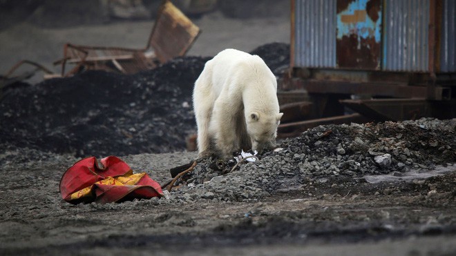 Gấu Bắc Cực đi lạc hơn 1.500 km đến Nga trong t&#236;nh trạng kiệt sức v&#236; kh&#244;ng t&#236;m được thức ăn - Ảnh 4.