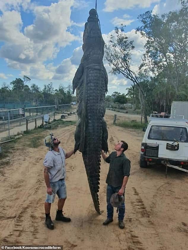 Thông tin mới khiến nhiều người tin con cá sấu khổng lồ ở Úc đã ăn thịt người - 1