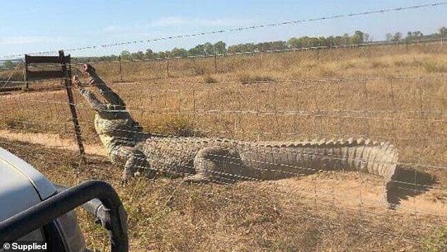 Úc: Choáng khi cá sấu dài 5 mét miệng đầy máu &#34;đòi&#34; vào vườn - 1