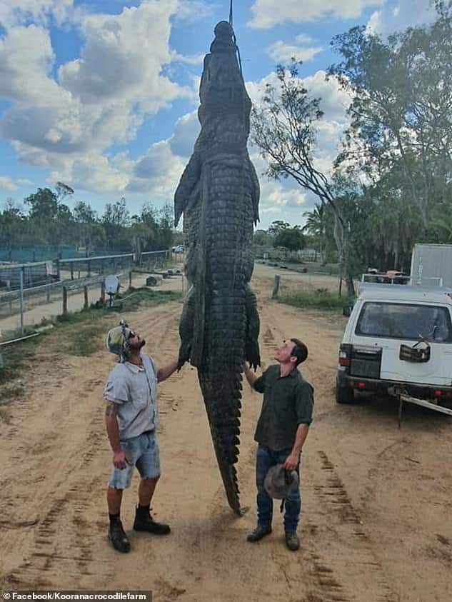 Úc: Choáng khi cá sấu dài 5 mét miệng đầy máu &#34;đòi&#34; vào vườn - 2