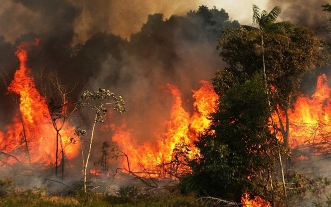 Rừng Amazon - lá phổi xanh của trái đất đang kêu cứu trong hỏa hoạn 