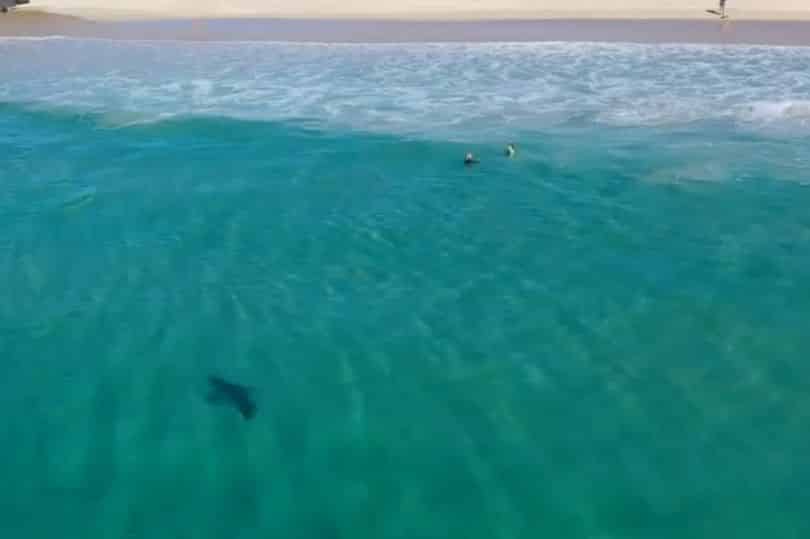 Cá mập trắng khổng lồ lượn sát trẻ em ngay gần bờ