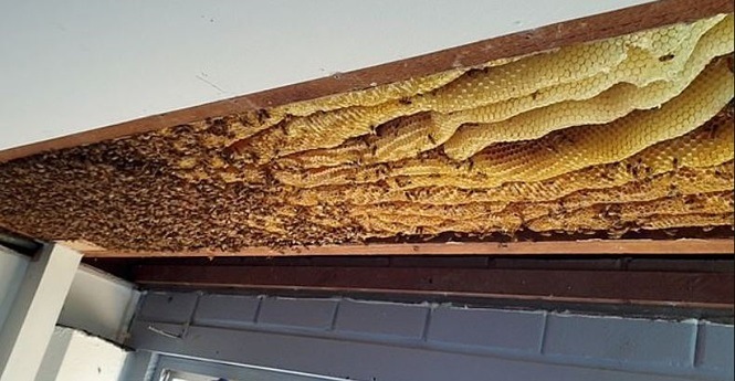 Giật mình khi phát hiện tổ ong mật khổng lồ có hơn 60,000 con trên trần nhà - ảnh 1