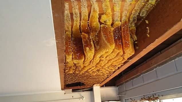 Giật mình khi phát hiện tổ ong mật khổng lồ có hơn 60,000 con trên trần nhà - ảnh 2