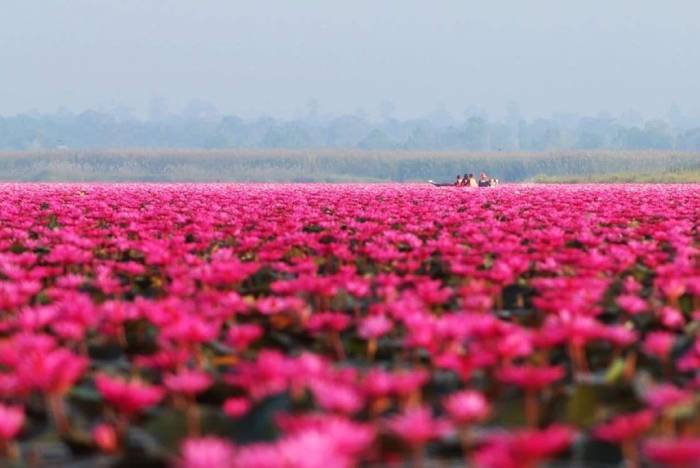 Hồ Sen, Thái Lan