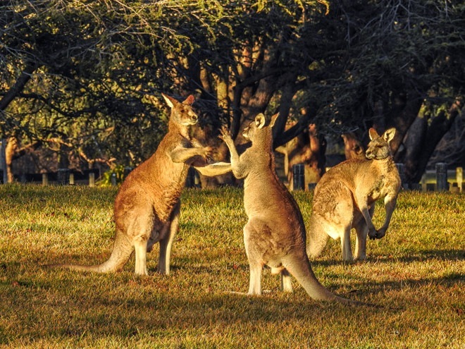 Australia truy lung 'xe dien' tong chet 20 kangaroo trong mot dem hinh anh 1 