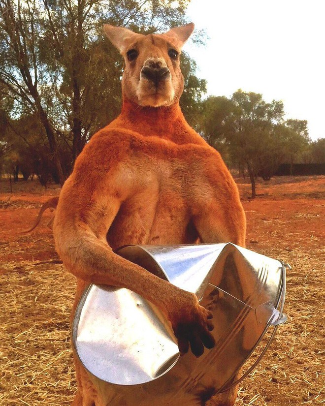 Kangaroo thời cổ đại: Cao tới 3m, nặng hơn 100kg, xương hàm cứng như thép có thể xẻ đôi thân cây lớn - Ảnh 2.