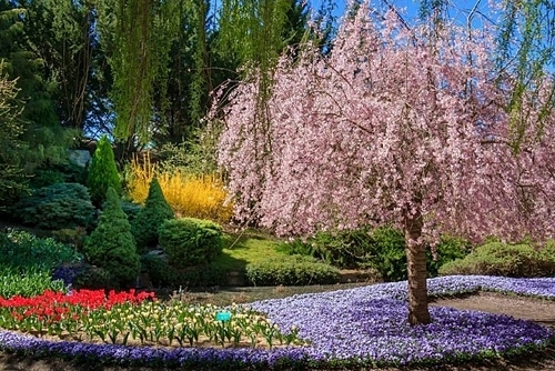 Nếu bạn là người yêu thích lễ hội hoa, sau khi tới Floriade, thì điểm tiếp theo nên dừng chân là Tulip Top Gardens, nằm ở ngoại ô thành phố. Ảnh: 