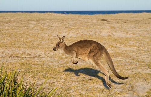 Kangaroo tự do chạy nhảy trên hòn đảo. Ảnh: Andre Karl/Flickr.