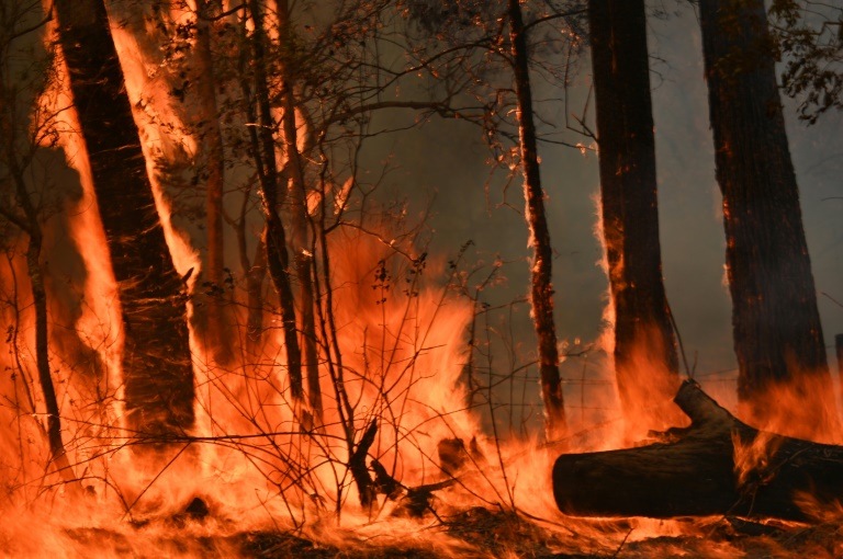Một người đàn ông Úc bị buộc tội gây cháy rừng để bảo vệ vườn cần sa