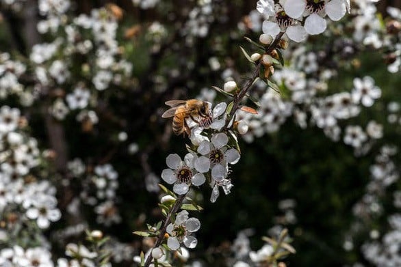Tranh chấp quyết liệt vì loại mật ong thần dược - Ảnh 2.