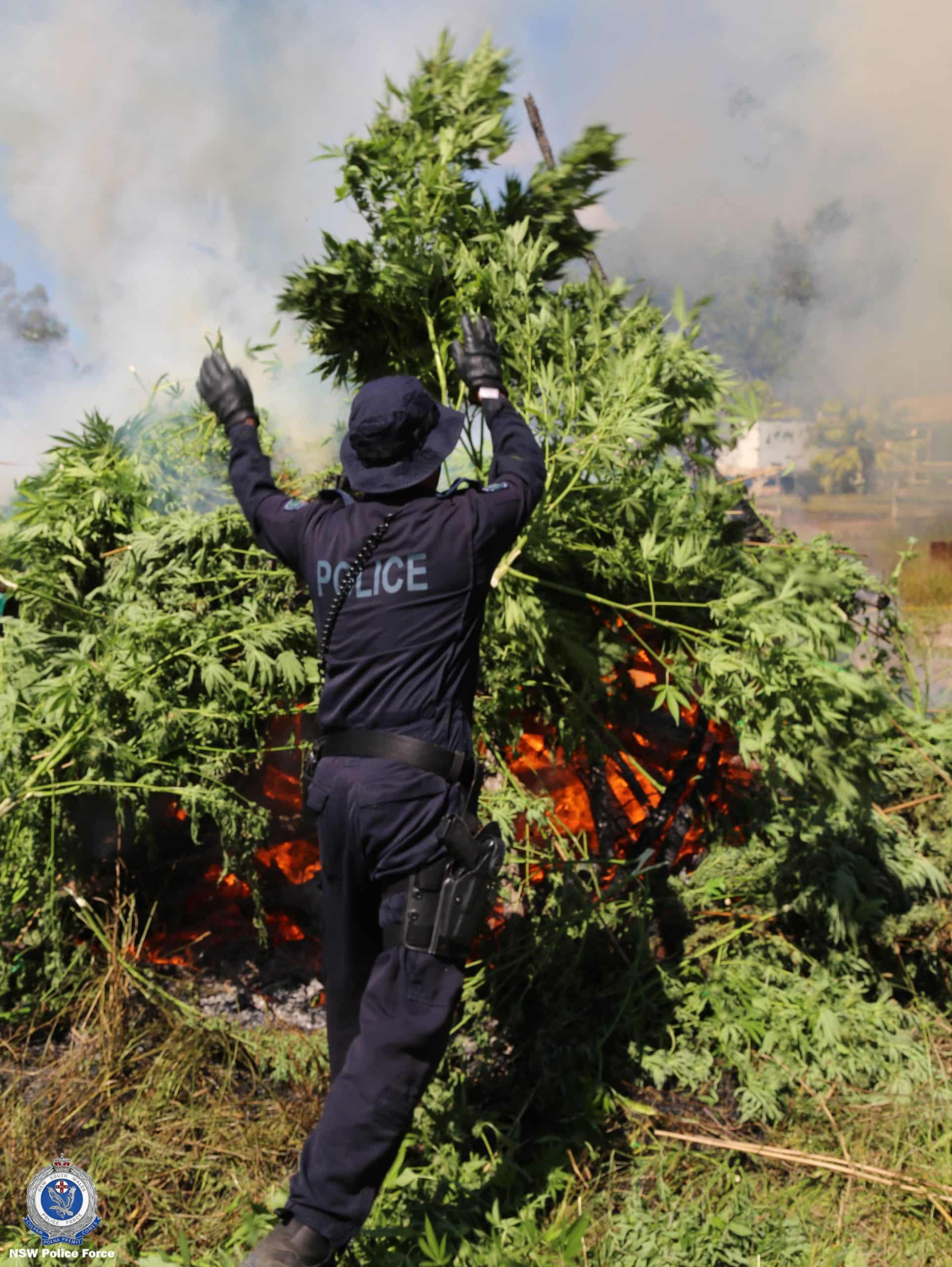 The seized plants were destroyed on site. 