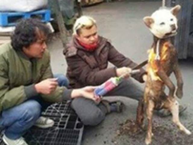 Thế giới: Giết chó có thể phải ngồi tù 5 năm - 3