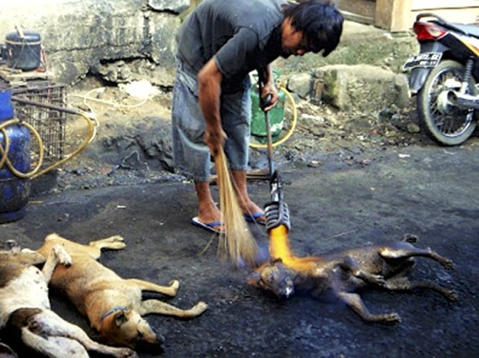 Thế giới: Giết chó có thể phải ngồi tù 5 năm - 1