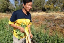 Tâm sự : Mùi ngò gai ở Úc