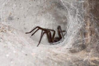 Báo thông tin Visa Du học, Du lịch, nhập định cư nước Úc