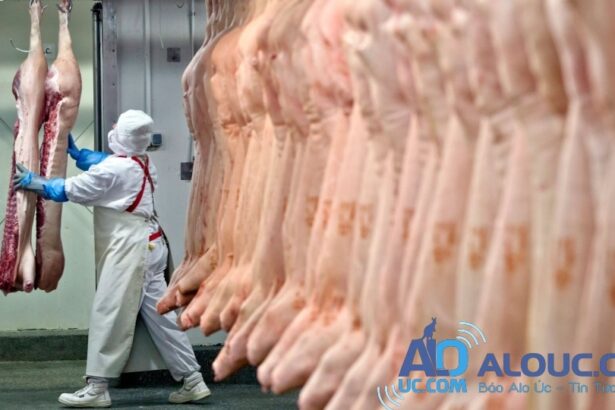 Báo thông tin Visa Du học, Du lịch, nhập định cư nước Úc