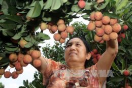 Báo thông tin Visa Du học, Du lịch, nhập định cư nước Úc