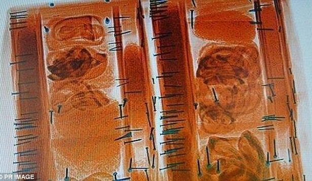 Úc: Giật mình phát hiện 13 con rắn trong kiện hàng bưu điện