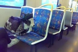 Giao thông trong tuần tới tại Melbourne sẽ gặp khó khăn do thi công xây dựng