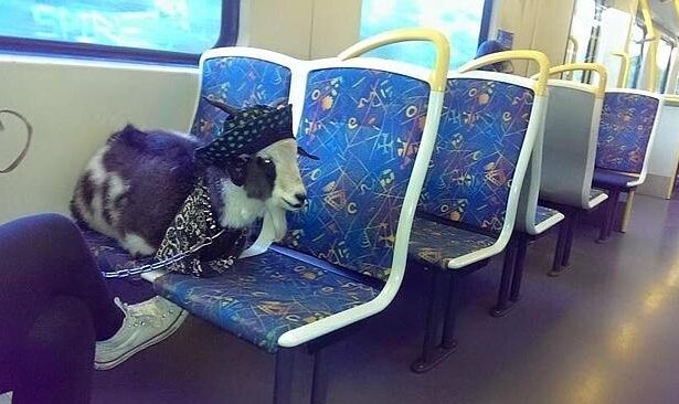 Giao thông trong tuần tới tại Melbourne sẽ gặp khó khăn do thi công xây dựng