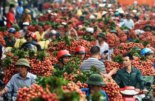 Người tiêu dùng Úc thích trái vải Việt Nam