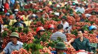 Người tiêu dùng Úc thích trái vải Việt Nam
