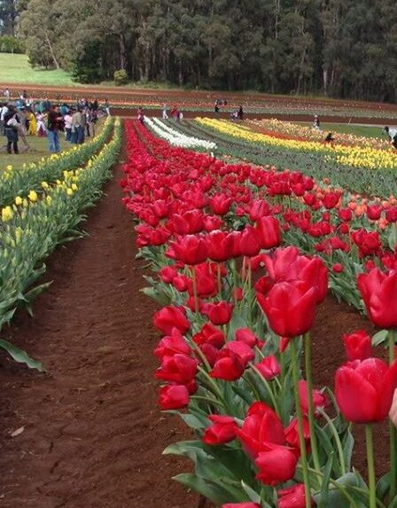 Báo Úc - Tin tức nước Úc