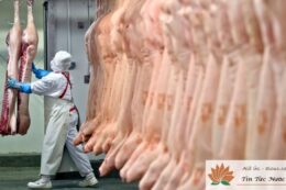 Lao động tại Úc