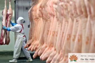 Lao động tại Úc