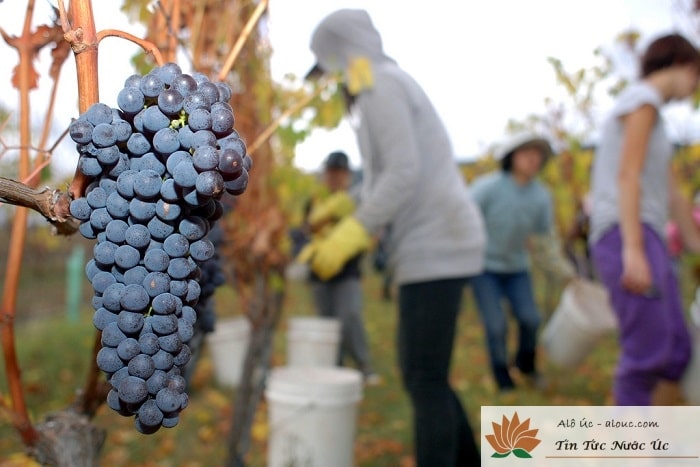 Farm Nho ở Úc