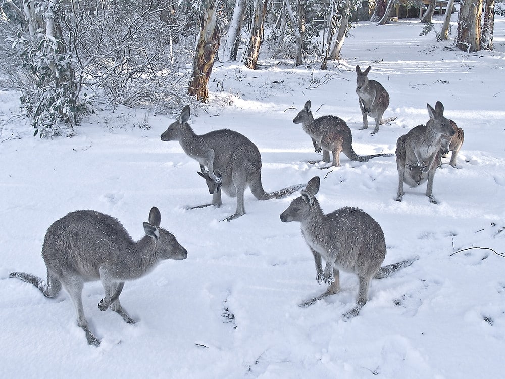7 điều có thể bạn chưa biết về tuyết ở Úc - Alô Úc | Báo Alo Úc | Tin Tức  Nước Úc | Báo Úc