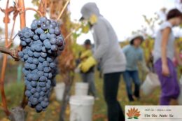 Farm Nho ở Úc