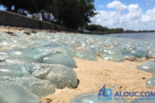 
Hàng ngàn con sứa bị sóng đánh trôi dạt vào bờ ở Úc. Ảnh: BBC
