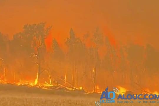 
38 vụ cháy ở bang New South Walesnằm ngoài tầm kiểm soát. Ảnh: 7 News
