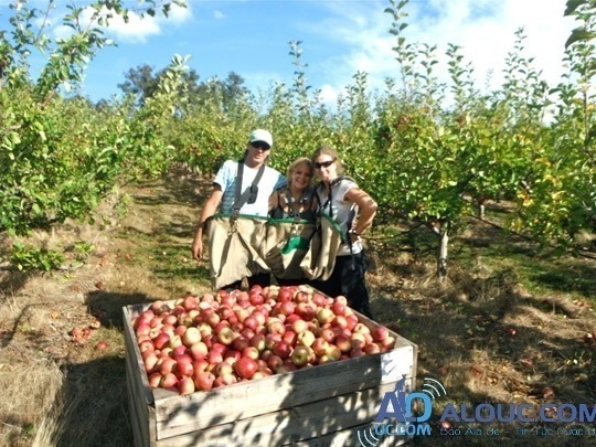 Kết quả hình ảnh cho picking fruit melbourne
