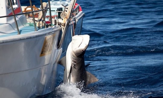
Mọi giải pháp ngăn chặn cá mập tấn công người sẽ được chính phủ Úc cân nhắc... Ảnh: AAP

