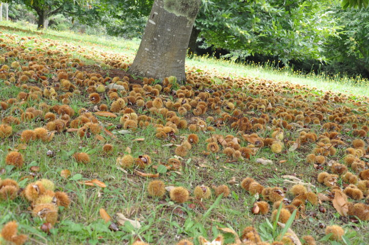 Kết quả hình ảnh cho Chestnut Springs farm