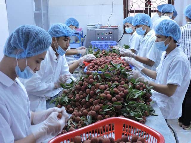 
Các mặt hàng nông sản của Việt Nam, nếu có quy trình canh tác chuẩn, đạt tiêu chuẩn của các bạn hàng thì thị trường sẽ tự động được khai thông.
