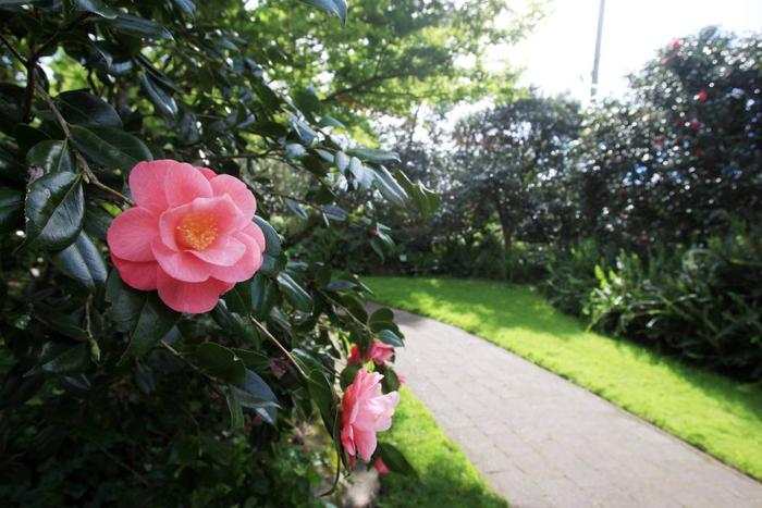 Camellia Gardens