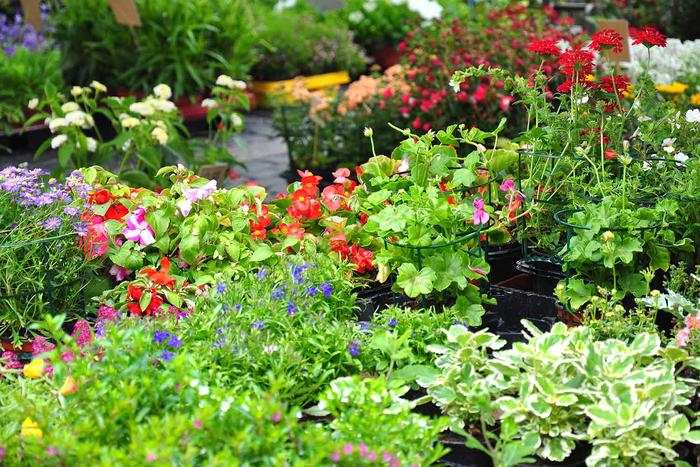 Sydney Plant sale