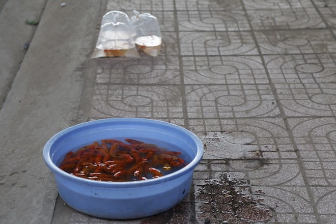 Cá chép tiễn ông Táo về trời: 1 người thả, 3 người bắt - Ảnh 6
