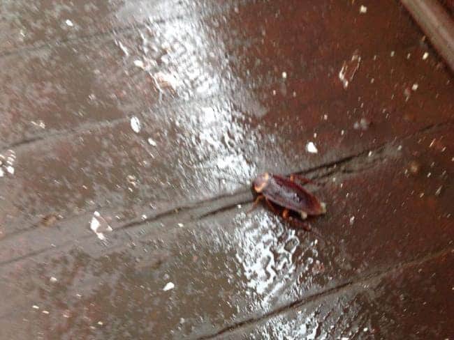 âOne of many cockroachesâ. Picture: Lynne Ryan