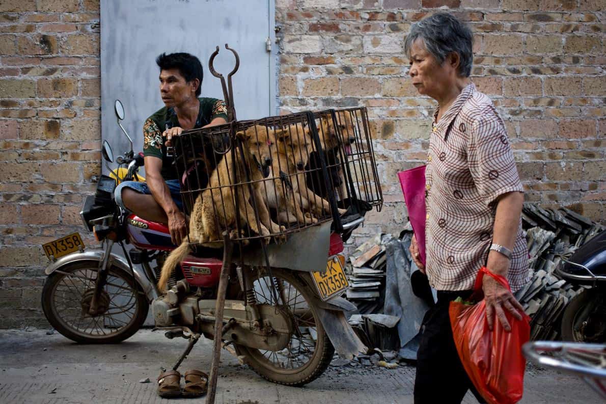 Le hoi thit cho van dien ra o Trung Quoc bat chap chi trich hinh anh 6