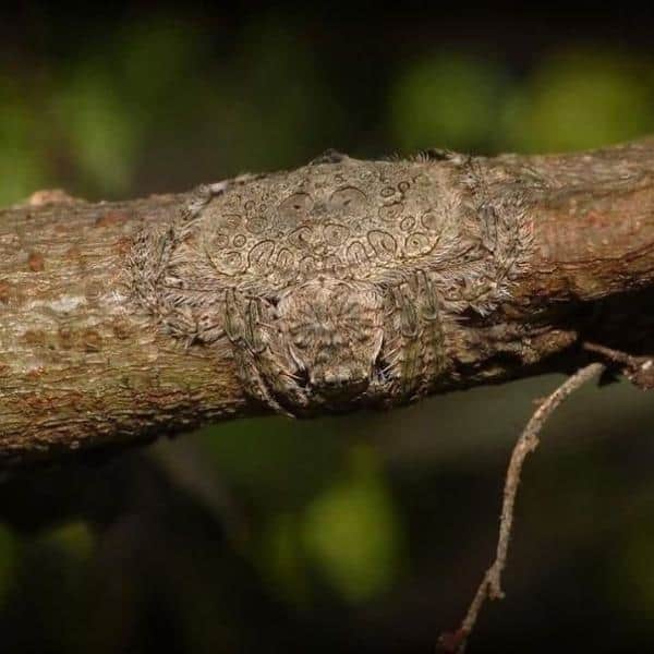 Những bằng chứng cho thấy thiên nhiên còn đáng sợ hơn cả phim kinh dị!